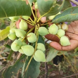 kakadu plums